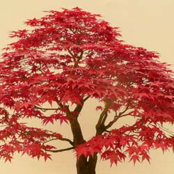 acer palmatum deshojo